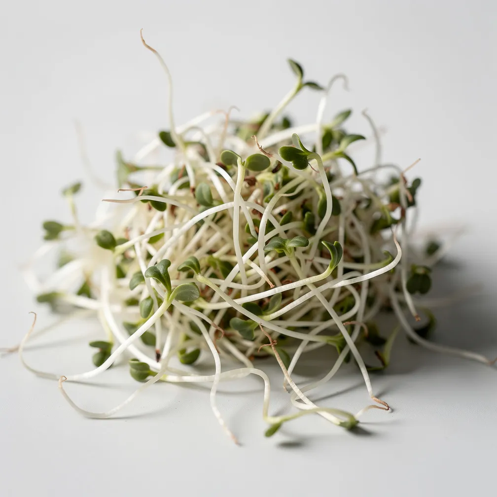 Alfalfa-Sprossen — nutrition facts
