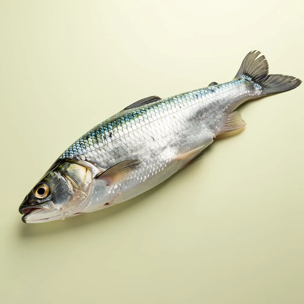 Alosa americana — nutrition facts