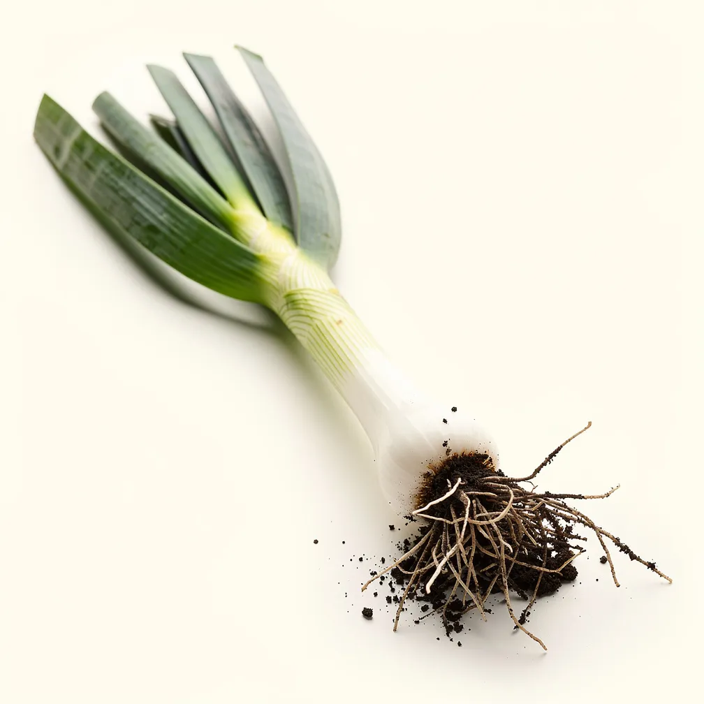 Calçot — nutrition facts